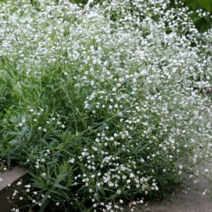 mosquitinho branco gypsophila 20 sementes 6181 e1496620962715