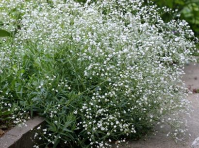 mosquitinho branco gypsophila 20 sementes 6181 e1496620962715