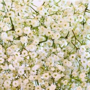 mosquitinho branco gypsophila 20 sementes 6677 e1496620980717