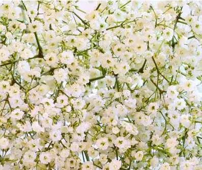 mosquitinho branco gypsophila 20 sementes 6677 e1496620980717
