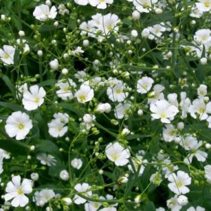 mosquitinho branco gypsophila 20 sementes 7971 e1496621035458