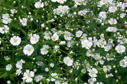 mosquitinho branco gypsophila 20 sementes 7971 e1496621035458