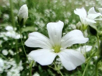 mosquitinho branco gypsophila 20 sementes 9384 e1496620935394