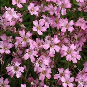 mosquitinho sortido gypsophila 20 sementes 0252 e1496621224325