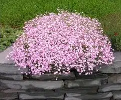 mosquitinho sortido gypsophila 20 sementes 1230 e1496621404155