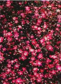mosquitinho sortido gypsophila 20 sementes 1740 e1496621329733