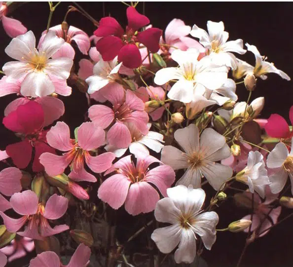 Mosquitinho Sortido (Gypsophila): 20 Sementes