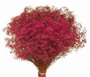 mosquitinho sortido gypsophila 20 sementes 5136 e1496621363838