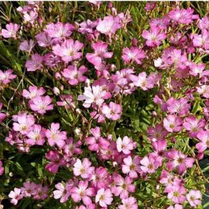 mosquitinho sortido gypsophila 20 sementes 5624 e1496621502951