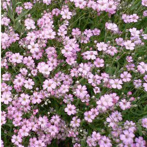 mosquitinho sortido gypsophila 20 sementes 6443 e1496621304814