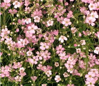 mosquitinho sortido gypsophila 20 sementes 8646 e1496621278435