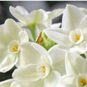 narciso branco 4 bulbos 3459 e1496431614350