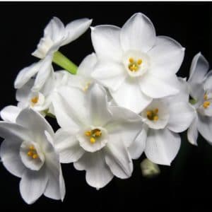 narciso branco 4 bulbos 4447 e1496431732657