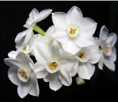 narciso branco 4 bulbos 4447 e1496431732657