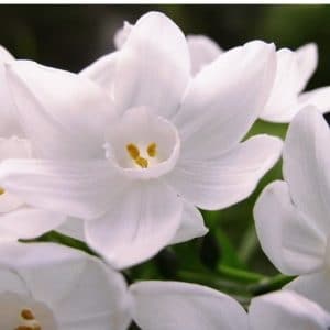 Narciso Branco: 4 Bulbos