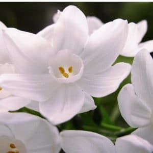 narciso branco 4 bulbos 6168 e1496431530850