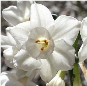 narciso branco 4 bulbos 7662 e1496431588854