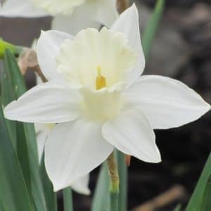 Narciso Branco: 4 Bulbos