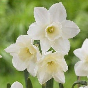 narciso branco 4 bulbos 9041 e1496431788754