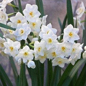 narciso branco 4 bulbos 9134 e1496431858680