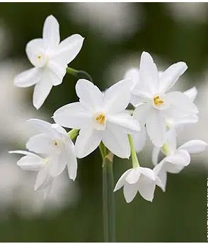narciso branco 4 bulbos 9456 e1496431639247