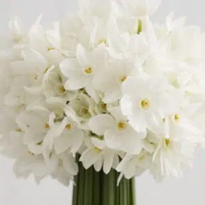 narciso branco 4 bulbos 9544 e1496431756351