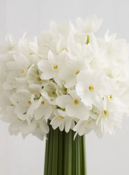 narciso branco 4 bulbos 9544 e1496431756351