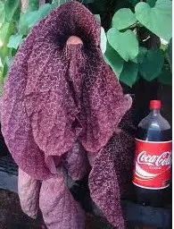 papo de peru 10 sementes 6699 e1496619919767