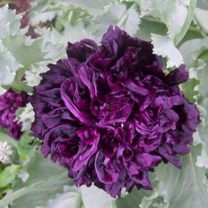 papoula black peony 20 sementes 0648 e1496696374119