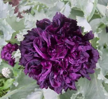 papoula black peony 20 sementes 0648 e1496696374119