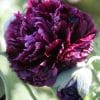 Papoula Black Peony: 20 Sementes