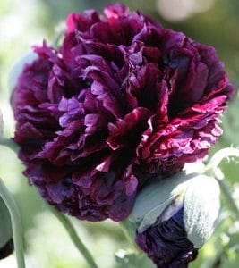 Papoula Black Peony: 20 Sementes