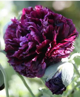 Papoula Black Peony: 20 Sementes