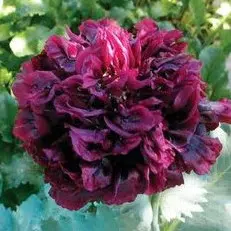 papoula black peony 20 sementes 4957 e1496696296971