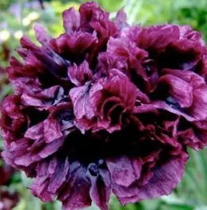 papoula black peony 20 sementes 6551 e1496696346689