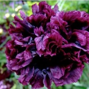 papoula black peony 20 sementes 6859 e1496696270623