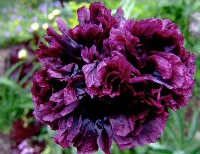 papoula black peony 20 sementes 6859 e1496696270623