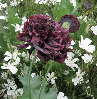 papoula black peony 20 sementes 6867 e1496696214353