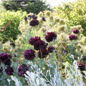 papoula black peony 20 sementes 8954 e1496696318900