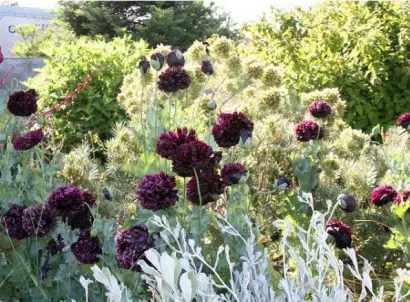 papoula black peony 20 sementes 8954 e1496696318900