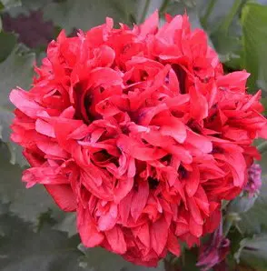 papoula pink peony 20 sementes 3096 e1496694486207