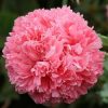 Papoula Pink Peony: 20 Sementes