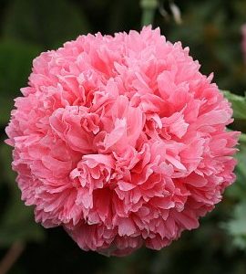 Papoula Pink Peony: 20 Sementes