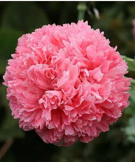 Papoula Pink Peony: 20 Sementes