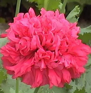 papoula pink peony 20 sementes 5192 e1496694517452