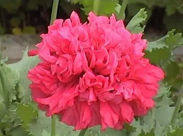 papoula pink peony 20 sementes 6781 e1496694608997