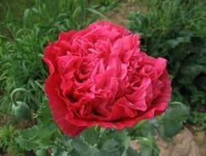 papoula pink peony 20 sementes 6904 e1496694418734