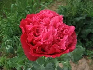 papoula pink peony 20 sementes 6904 e1496694418734