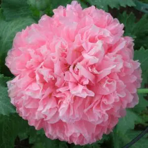 papoula pink peony 20 sementes 8885 e1496694586587