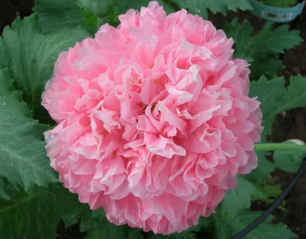 papoula pink peony 20 sementes 8885 e1496694586587